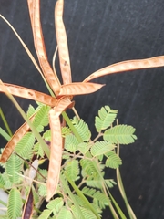 Desmanthus velutinus
