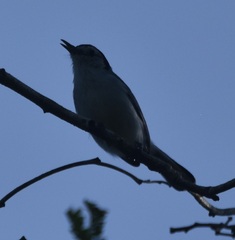 Polioptila bilineata
