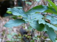 Euonymus latifolius