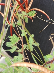 Desmanthus velutinus