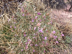Lygodesmia grandiflora