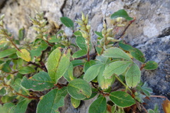 Salix pyrenaica