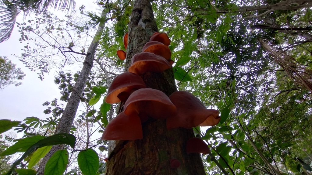 Auricularia fuscosuccinea · October 2022 · photo: © luiscapeletti (iNaturalist, cc0)