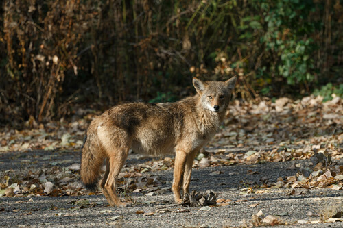 Coyote photographed in Minnesota