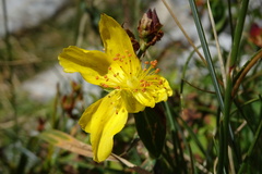 Hypericum richeri burseri