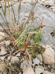 Desmanthus velutinus