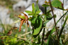 Hypericum richeri burseri