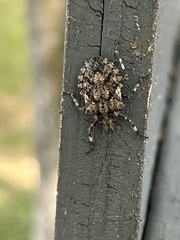 Brochymena quadripustulata