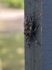 Brochymena quadripustulata