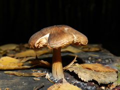 Pluteus cervinus