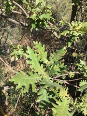 Quercus frainetto