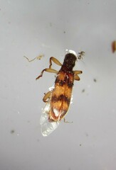 Cymatodera undulata