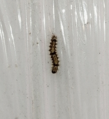 Eilema depressa