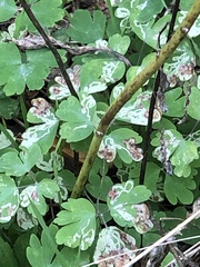 Phytomyza minuscula group