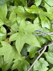 Liquidambar