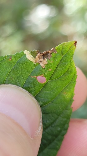 Xenolechia ceanothiae