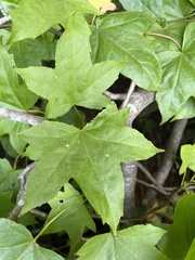 Liquidambar