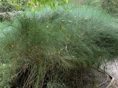 Ephedra major