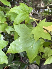 Liquidambar