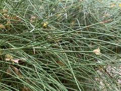 Ephedra major