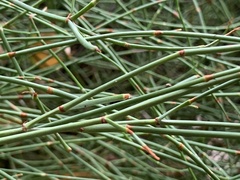 Ephedra major