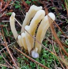 Clavaria argillacea