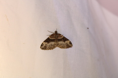 Xanthorhoe lacustrata