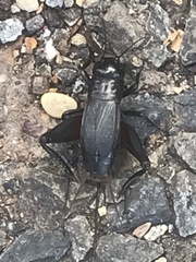 Gryllus pennsylvanicus