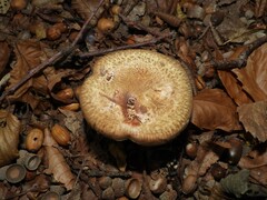 Paxillus