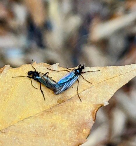 Bibio slossonae photo 3