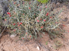 Cylindropuntia leptocaulis