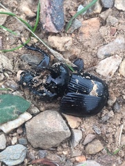 Typhaeus typhoeus