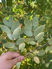 Caprifoliaceae