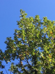 Quercus frainetto