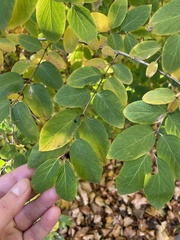 Caprifoliaceae