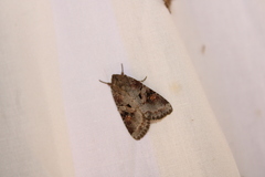 Trichordestra legitima