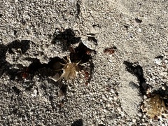 Pogonomyrmex californicus