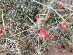 Cylindropuntia leptocaulis