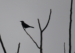 Corvus ossifragus