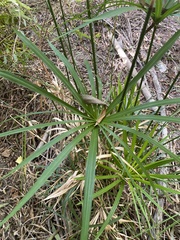 Cyperus alternifolius