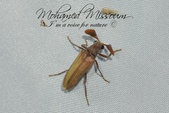 Arrhaphipterus larclausei
