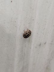 Anisosticta novemdecimpunctata