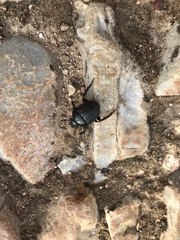 Scarabaeus laticollis