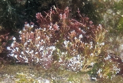 Corallina officinalis