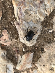 Scarabaeus laticollis