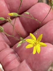 Croptilon divaricatum