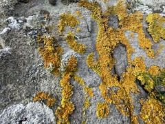 Xanthoria aureola