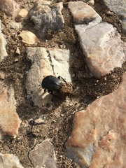 Scarabaeus laticollis