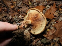 Paxillus