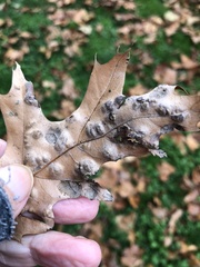 Taphrina caerulescens